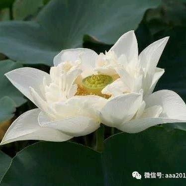 善燕[玫瑰]