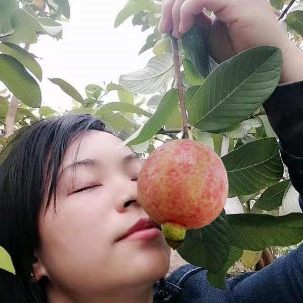 句可家果树苗木专卖店