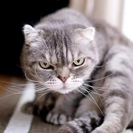 骡马猪猪