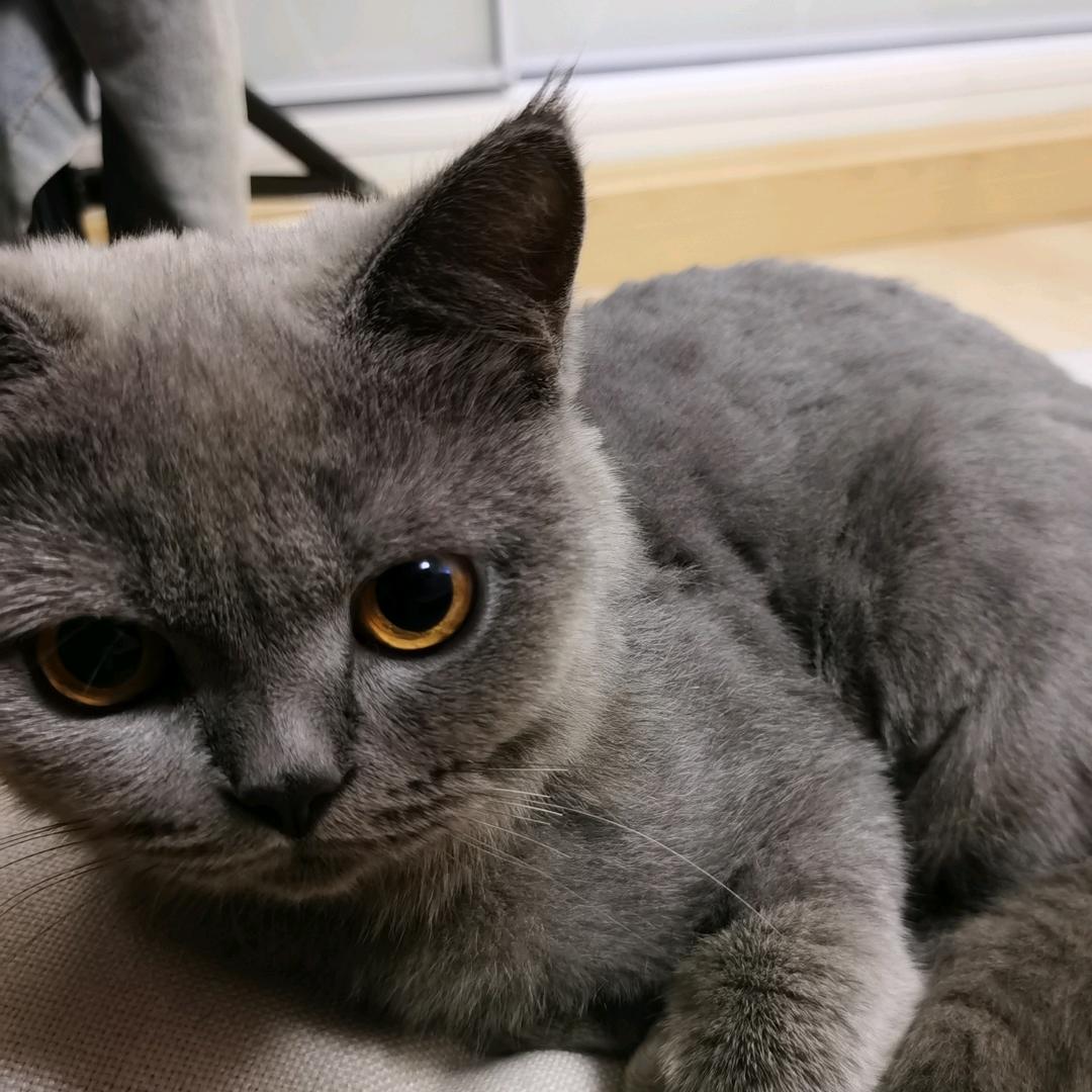 蓝脸的窦尔敦