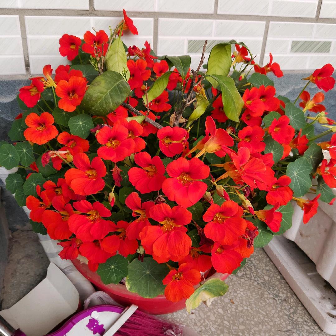 永远幸福🌹