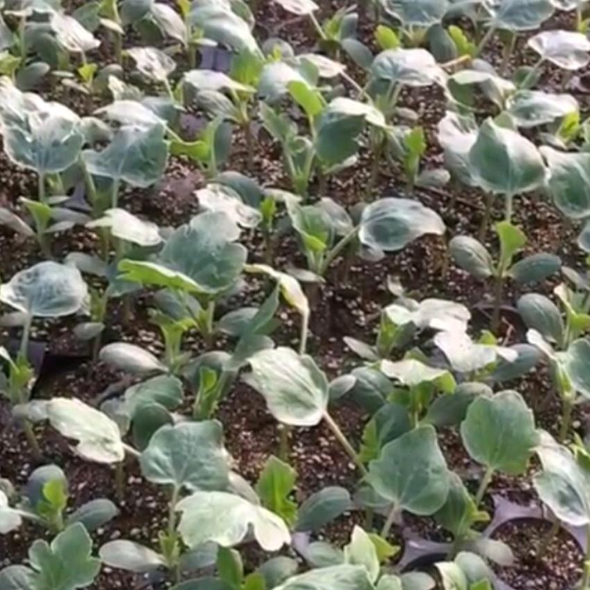 睢宁县魏集镇文江化肥门市