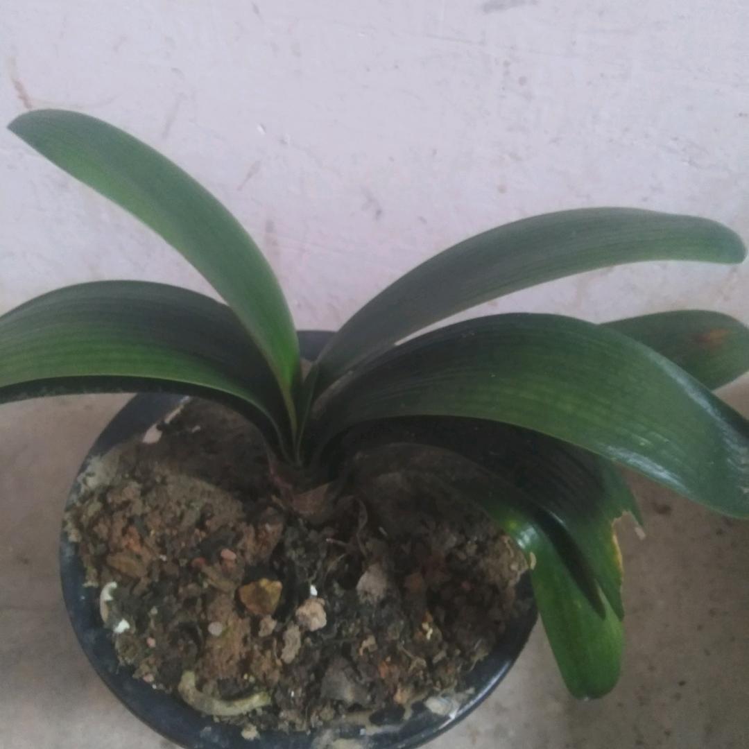 俊爱蜂业