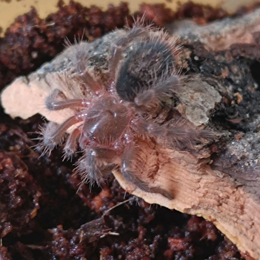 来一口飞飞牌酱🥕