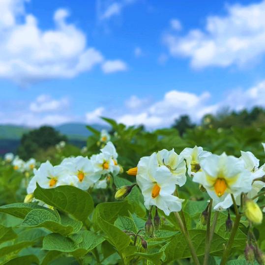 云南开花洋芋源产地