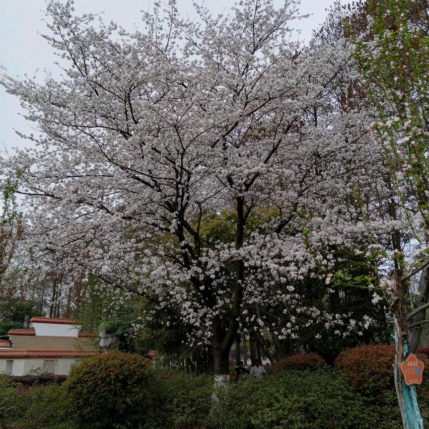 丰色君羊