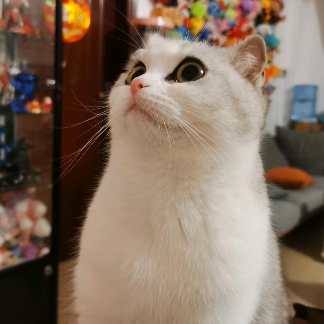 雪糕爱吃跳跳糖🍧