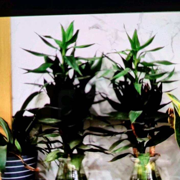 东台市苏旺蔬菜种植专业合作社