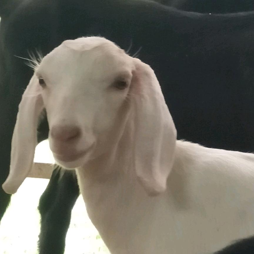 四川牧羊人陈大娃