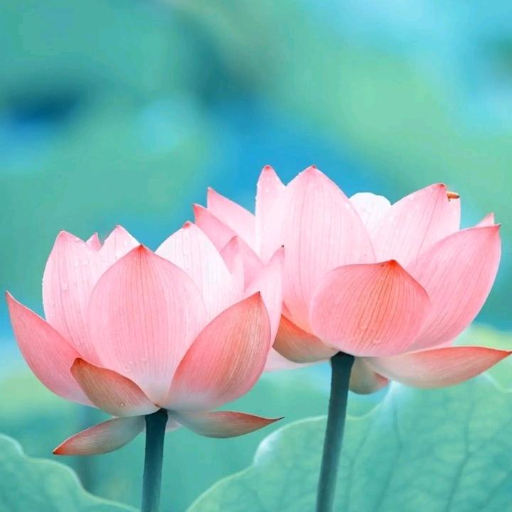 开心果':一.:::