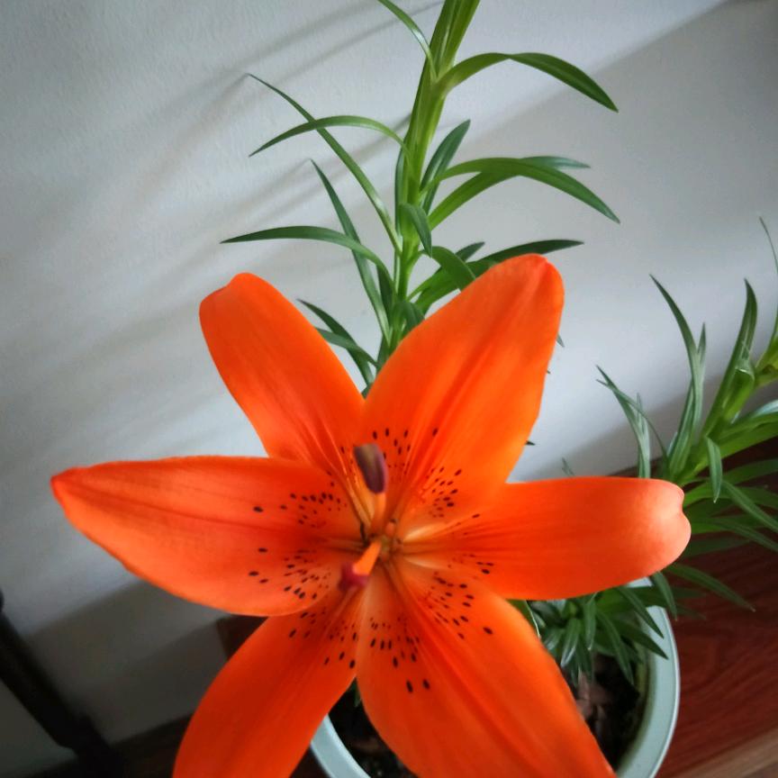 温暖的家🌺小蜜蜂