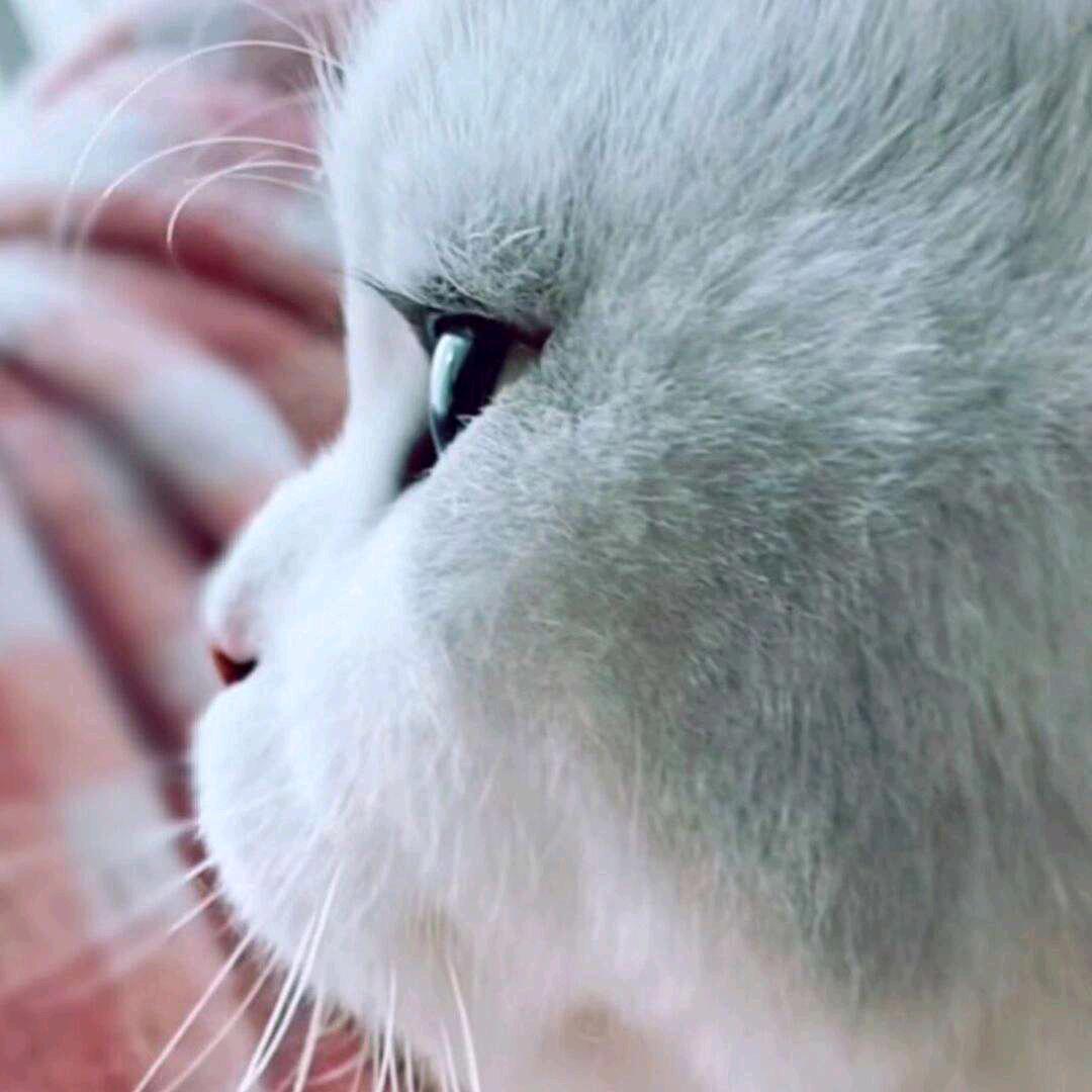 寒腿猫
