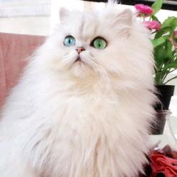 重庆万州猫咪小站