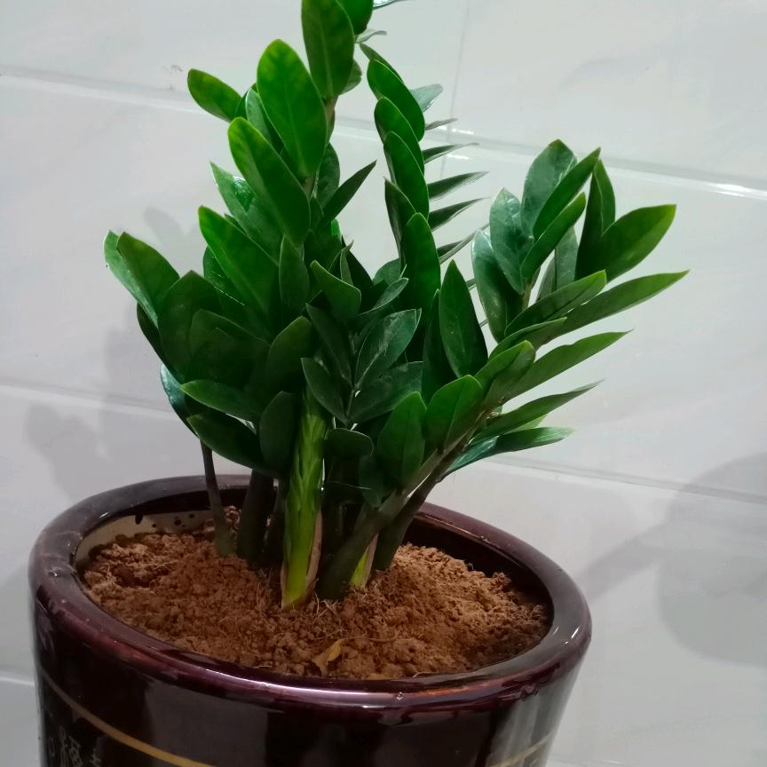 临晚在树下乘凉