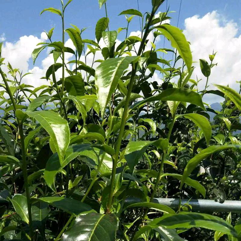 忙肺～茶韵🍃