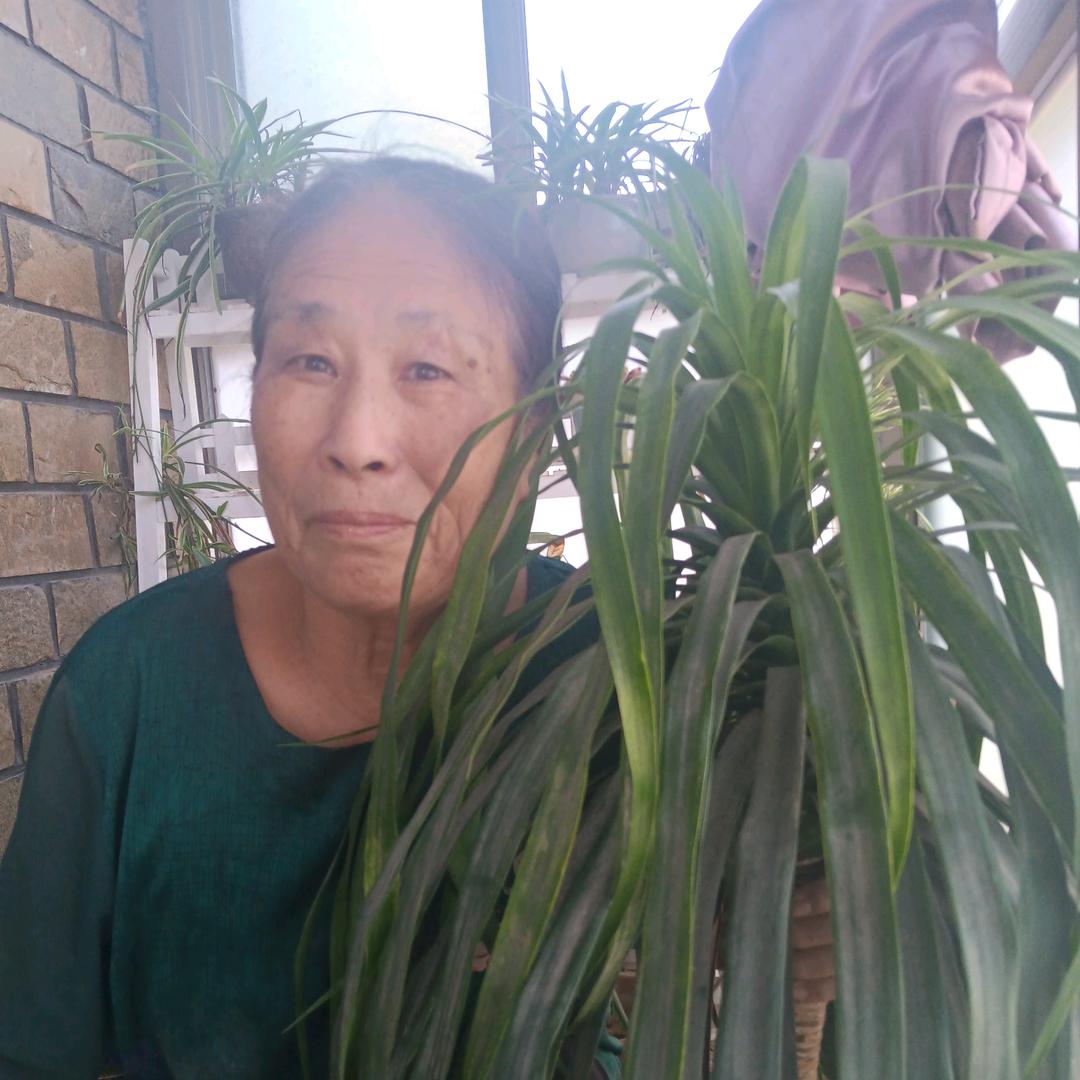 王菊兰