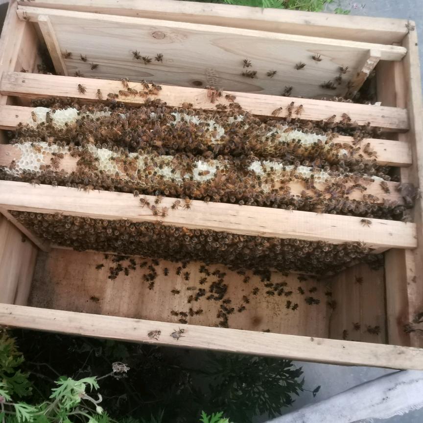 老木顶蜂业