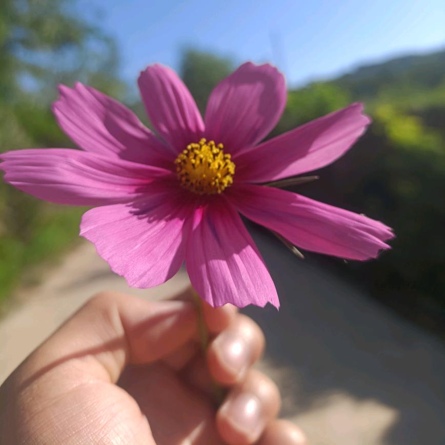 沈梦溪