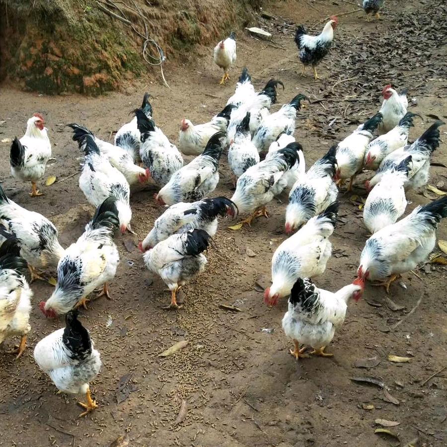 博白双旺亚庞九