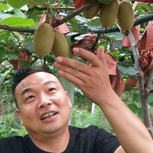 西乡五丰猕猴桃园区黄仁山