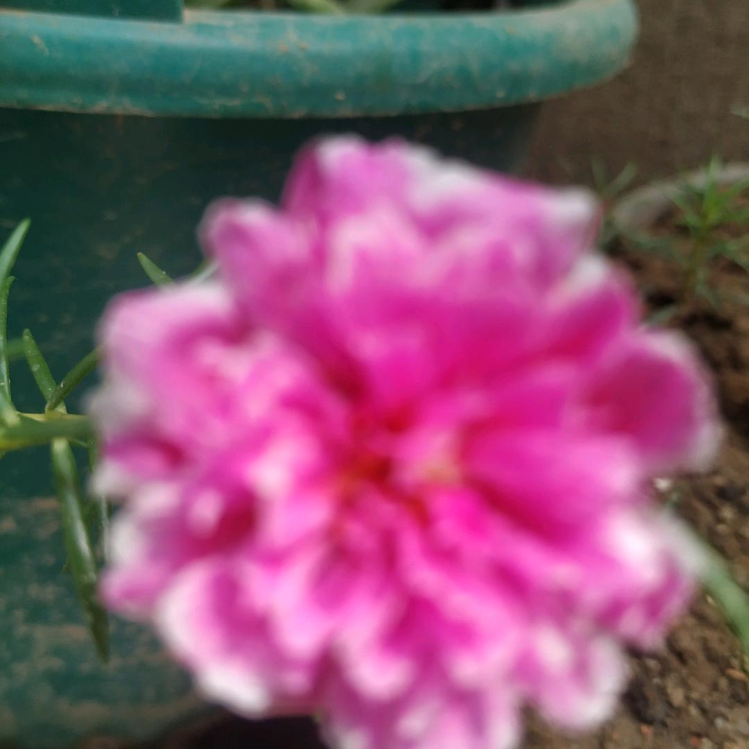 台儿庄老华杂粮煎饼