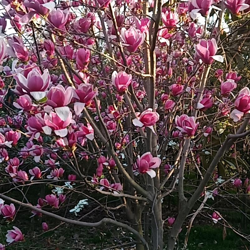 顺子花木31026652837