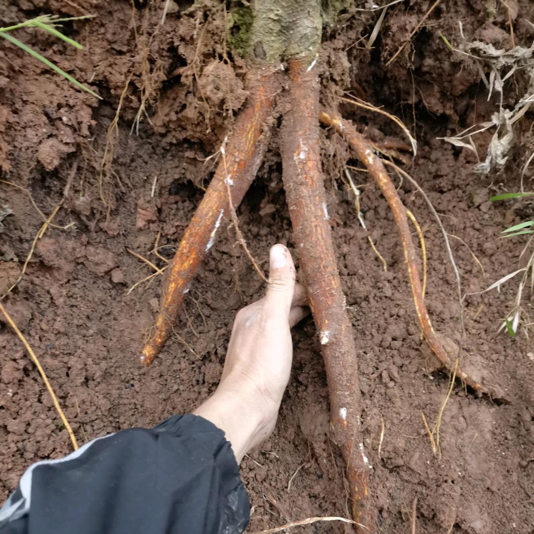 长期高价回收牛大力，五指毛桃
