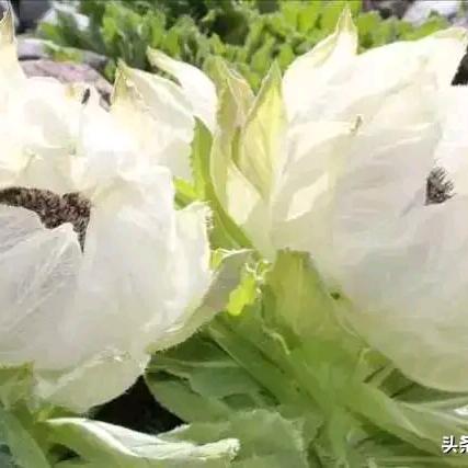 山里人家
