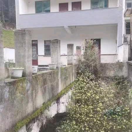 小松树  你认识吗？