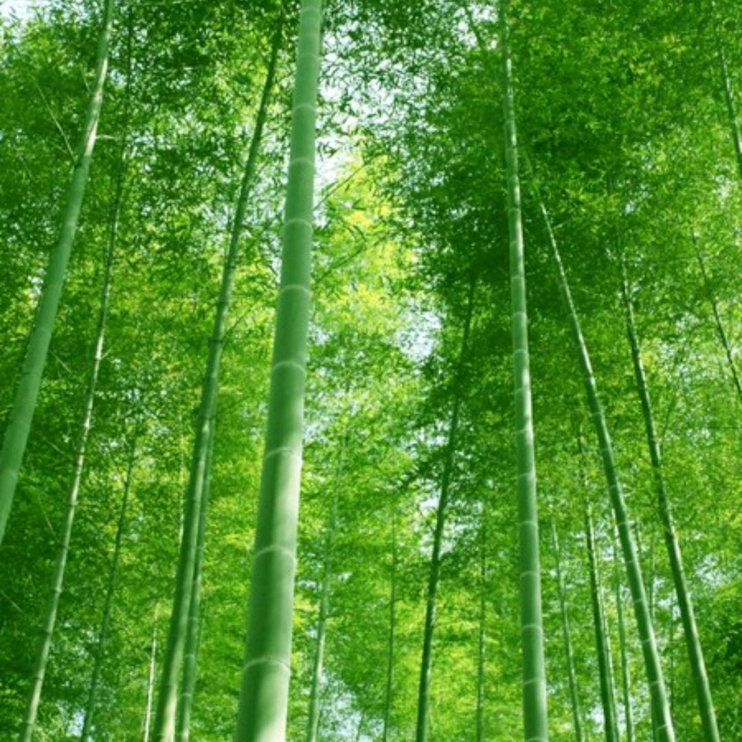 一生平安(王教全)