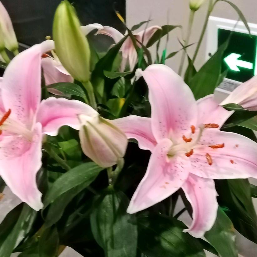 荷叶
