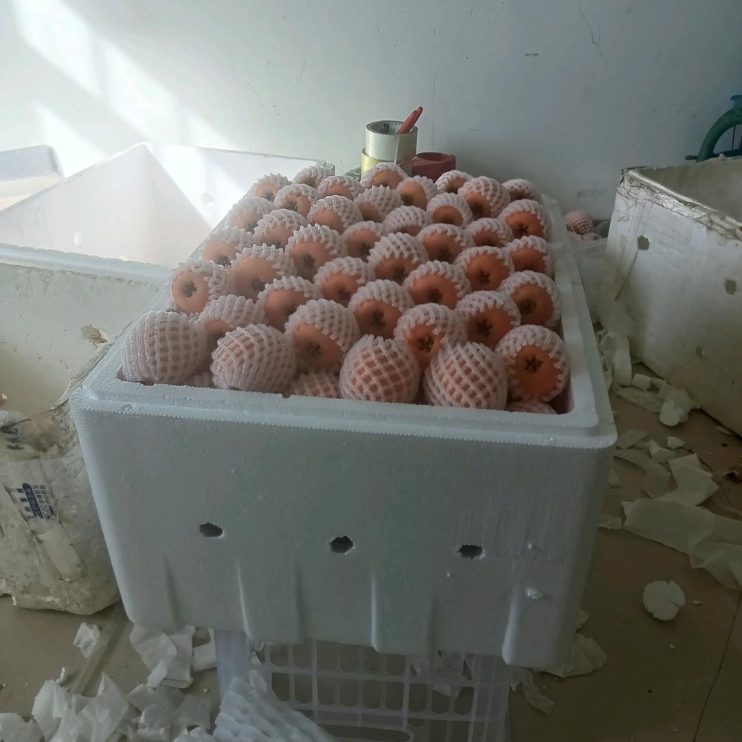 照无眠