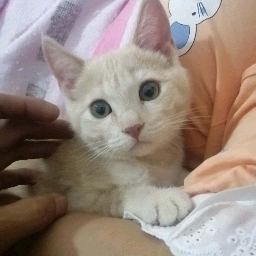 憨憨猫🐱