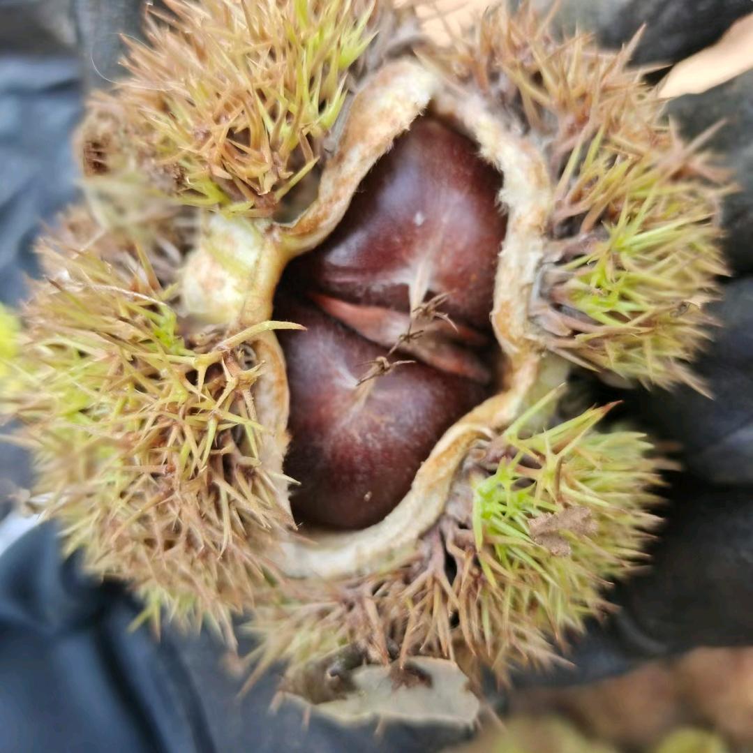 宁静致远
