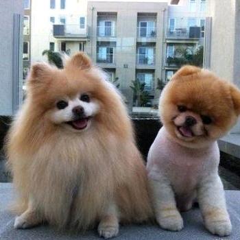 扶老奶奶闯红灯🍀²⁵²