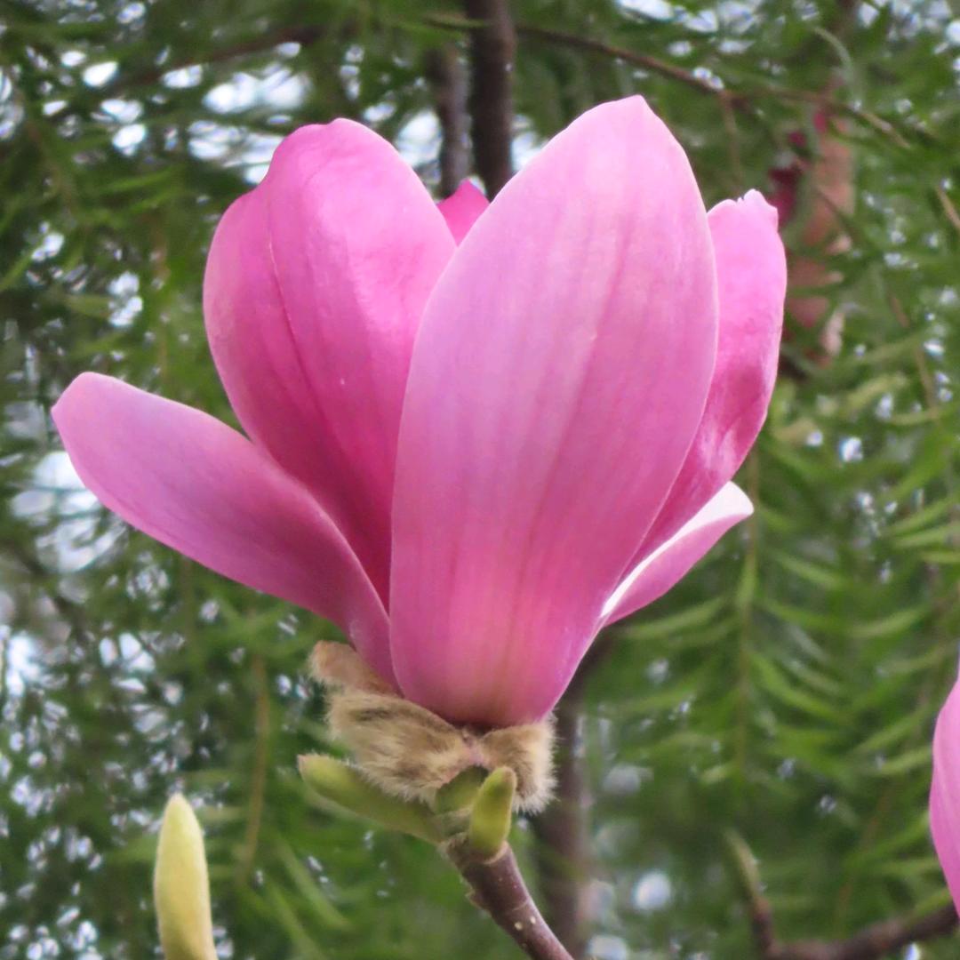 花好月圆8