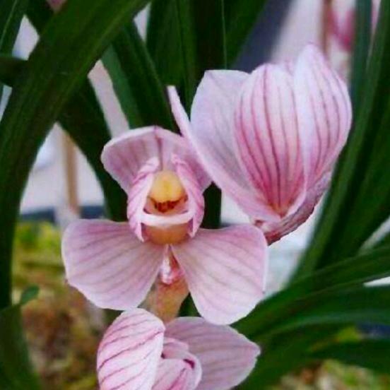刘阁兰花绿植旗舰店