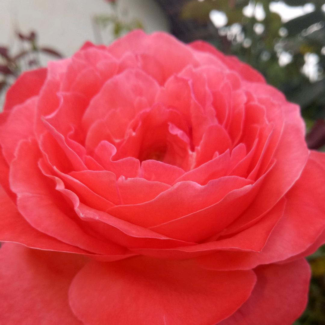 🌹🌹微凉