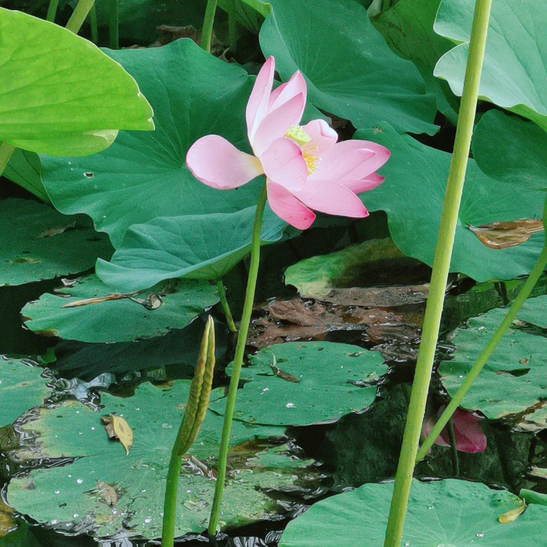 缘徕