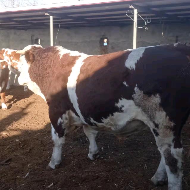 👉养殖🐂🐂小安👈