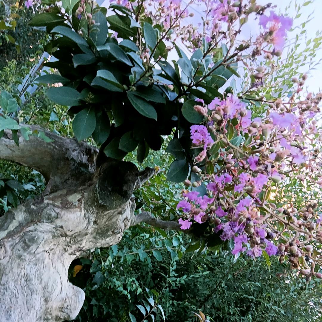 齐燕盆景