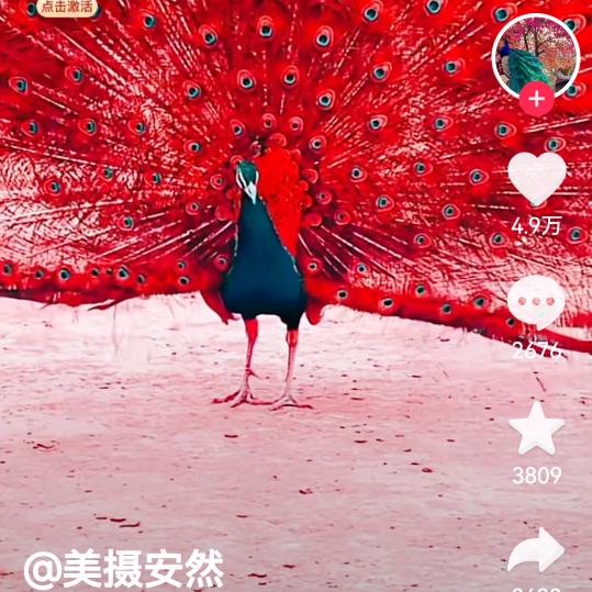 老头子
