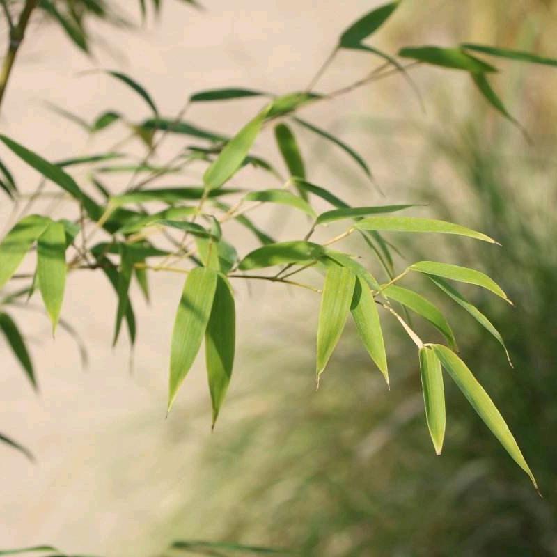 芳子🎋