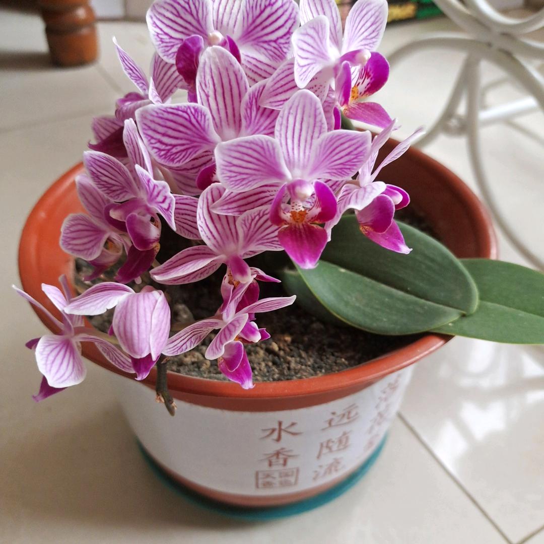 最美的是银海