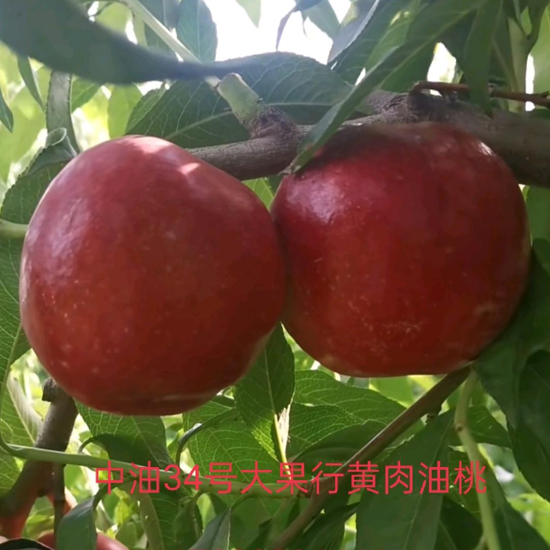 台头幸福家庭农场