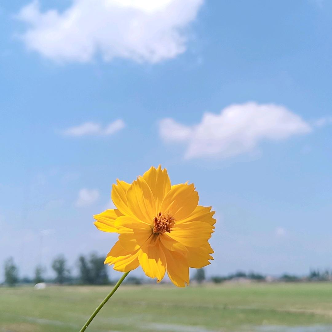 阳光下.