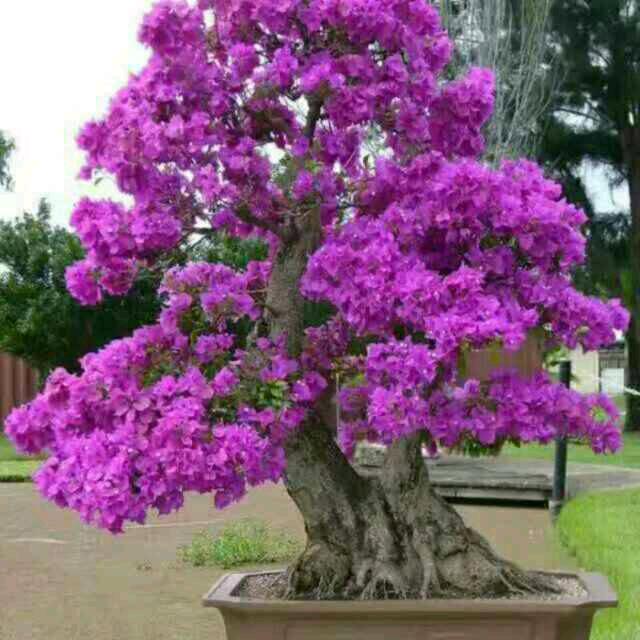 🌹江🌹哥🌹
