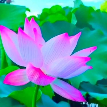 凤菊阿姨