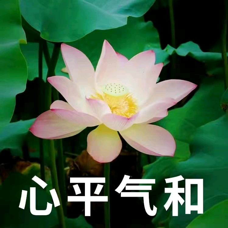 心平气和i