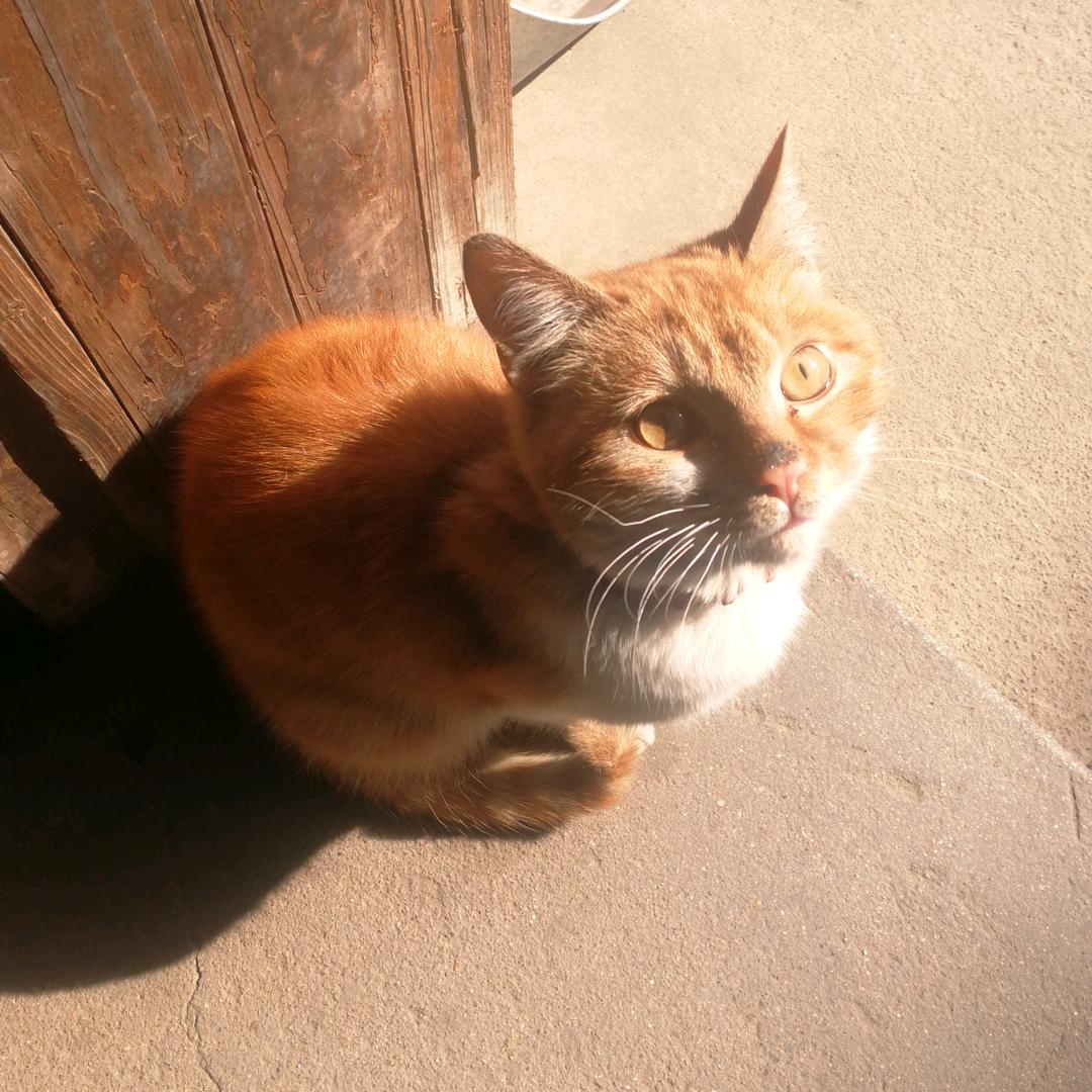 小猫Cat